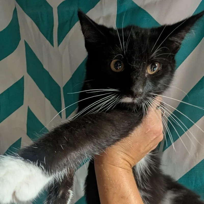 A baby small-sized male Black Domestic Short Hair cat named Rodeo for adoption in Carmel, IN