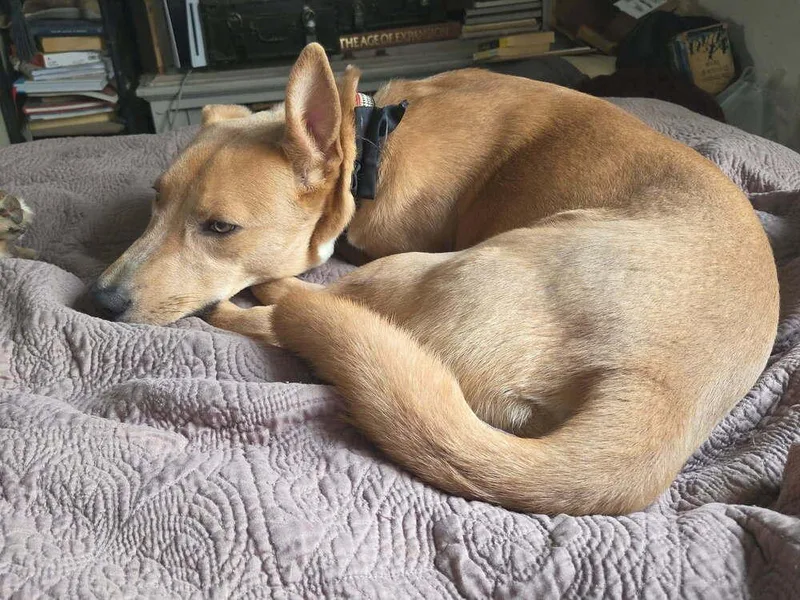 A baby medium-sized male Terrier dog named Wilbur for adoption in Candler, NC