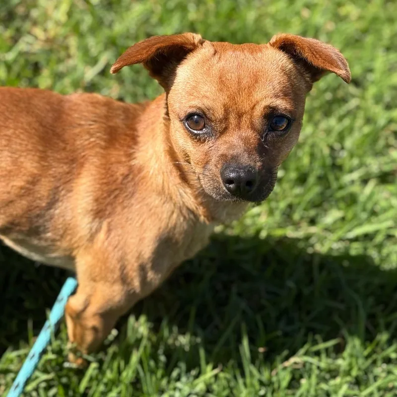 An adult small-sized male Chihuahua dog named Duo for adoption in Santa Barbara, CA