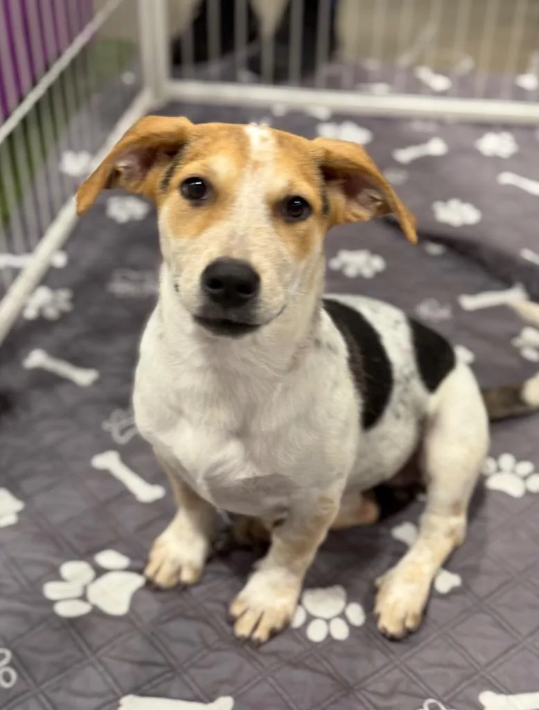 A baby medium-sized female Cattle Dog dog named Red Shivra for adoption in Fort Lupton, CO