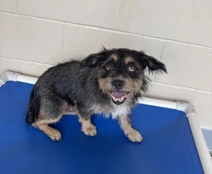 An adult small-sized male Black Terrier dog named Spunky for adoption in Harlingen, TX