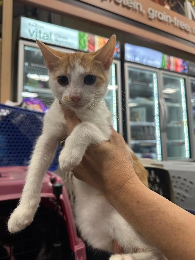 A baby large-sized female Domestic Short Hair cat named Honey for adoption in warrenville, SC