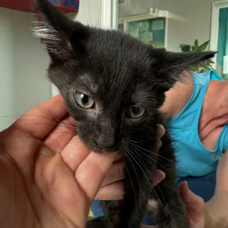 A baby small-sized female Black Domestic Short Hair cat named Alundra Blayze for adoption in West Des Moines, IA