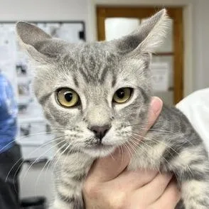 A baby small-sized male Gray / Blue / Silver Domestic Short Hair cat named Simon for adoption in Pleasant Hill, CA