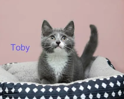 A baby small-sized male Domestic Medium Hair cat named Toby for adoption in Parma, OH