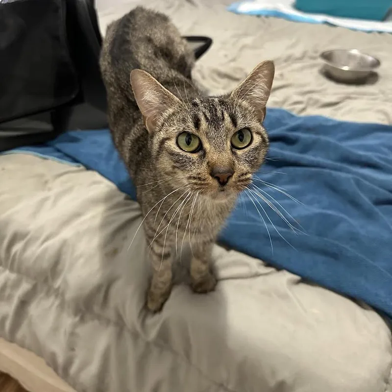An adult medium-sized female Brown / Chocolate Domestic Short Hair cat named Dutchess for adoption in Westhampton, NY