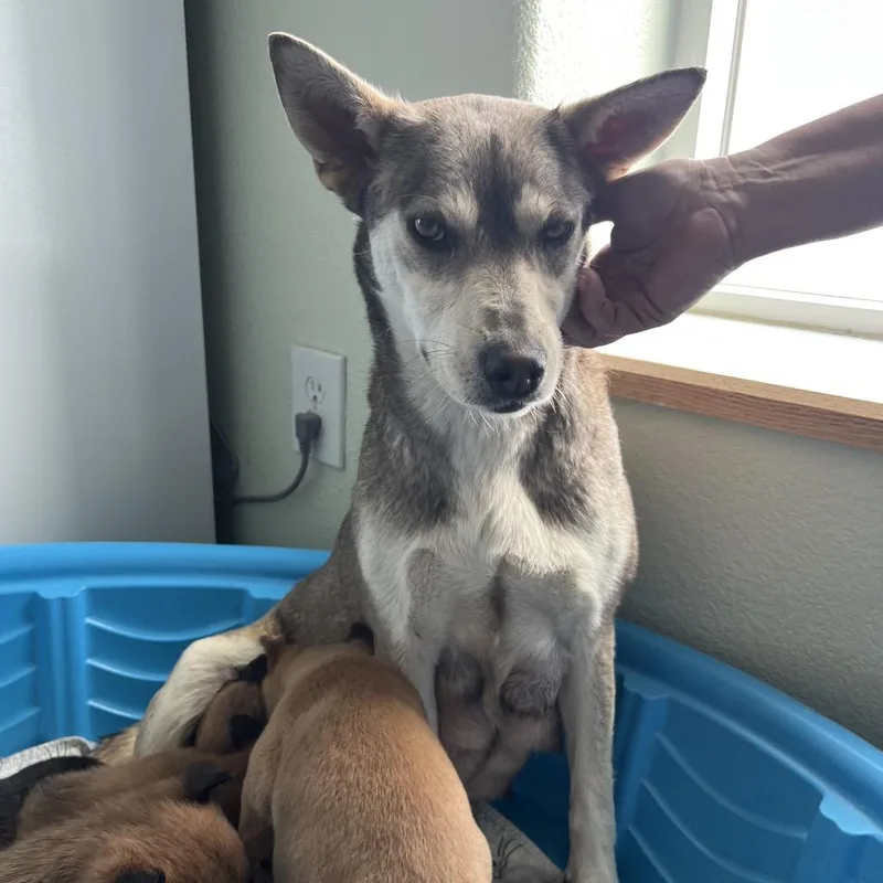 An adult medium-sized female Gray / Blue / Silver Shepherd dog named Willow for adoption in Cashmere, WA