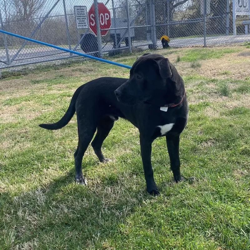 A young large-sized male Black Labrador Retriever dog named Roam for adoption in Morganfield, KY