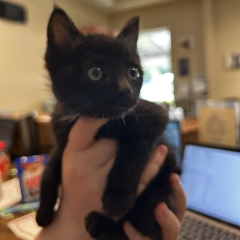 A baby small-sized male Black Domestic Short Hair cat named Mustard for adoption in Chattanooga, TN