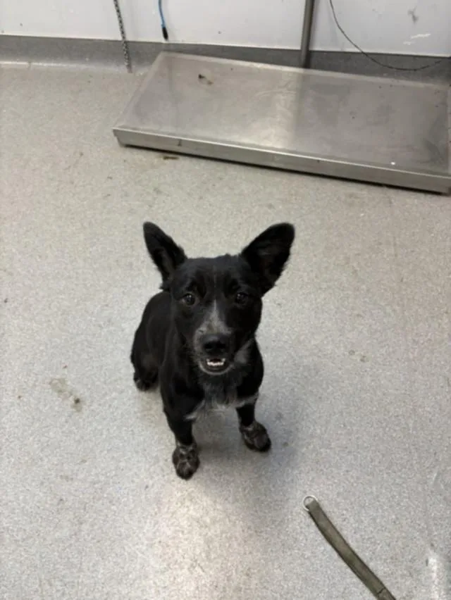 An adult small-sized male Border Collie dog named A for adoption in Olivehurst, CA
