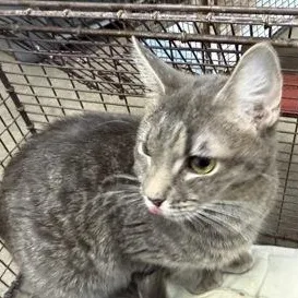 A young small-sized female Gray & White Domestic Short Hair cat named David Bowie for adoption in Rapid City, SD
