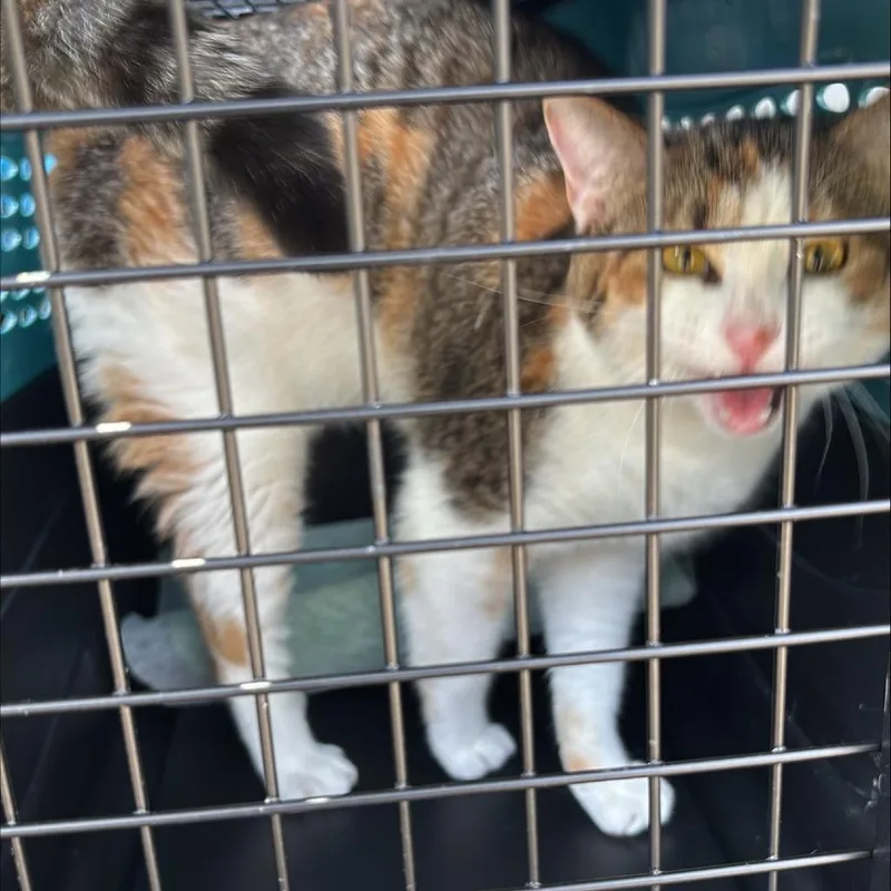 A young medium-sized female Domestic Short Hair cat named Callie for adoption in New York, NY