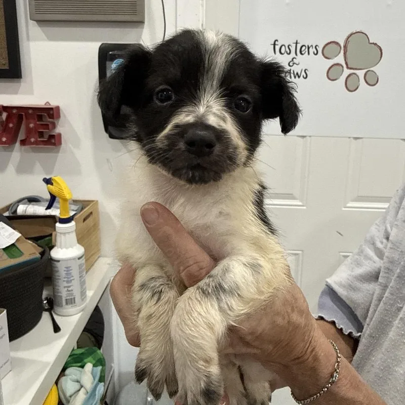 A baby medium-sized male Chihuahua dog named Hearsay for adoption in Sacramento, CA
