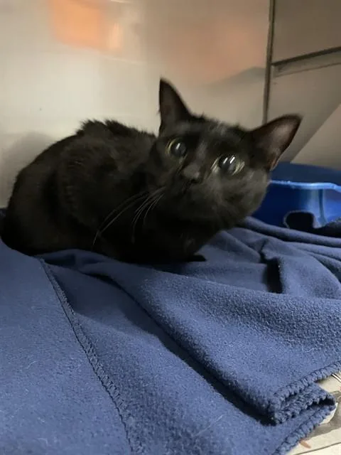 A young medium-sized female Domestic Short Hair cat named Marcia for adoption in Killeen, TX
