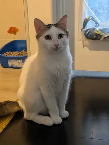 A young large-sized female Domestic Short Hair cat named Daisy Girl for adoption in Honolulu, HI