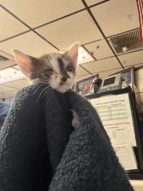 A baby small-sized male Domestic Short Hair cat named Panda for adoption in Stockton, CA