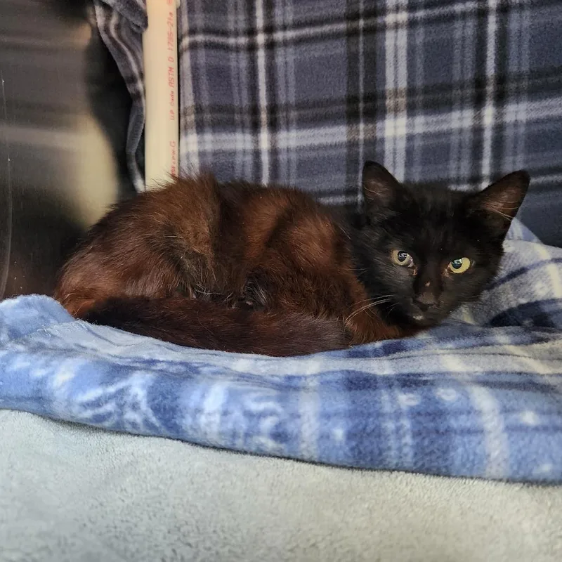 A young medium-sized female Black Domestic Short Hair cat named Skipper for adoption in Grand Rapids, MI