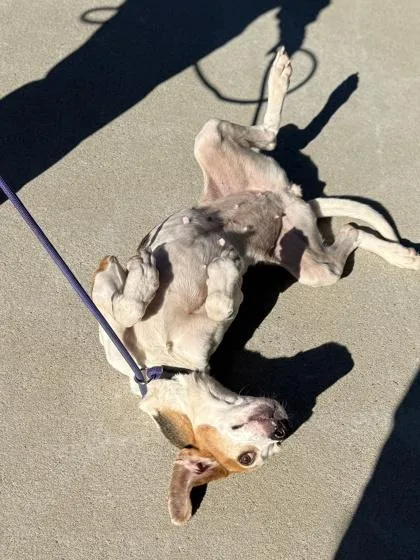 Fluffernut thumbnail 2