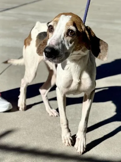 Fluffernut thumbnail 3