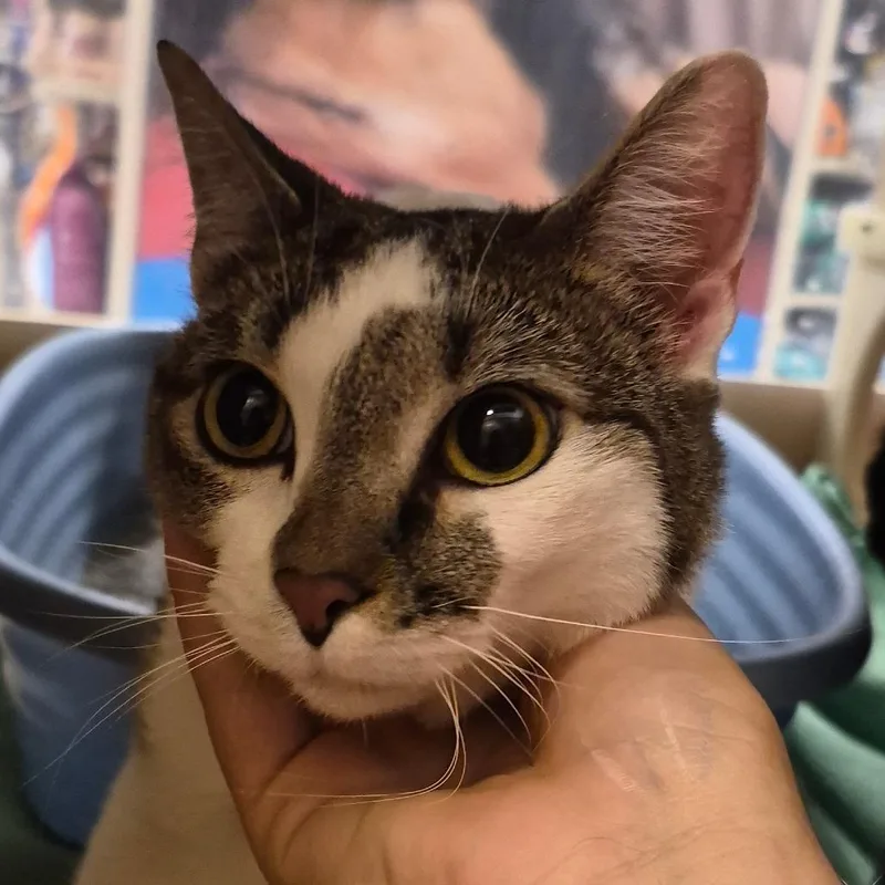 An adult small-sized male White Domestic Short Hair cat named Pepper for adoption in Grantsville, UT