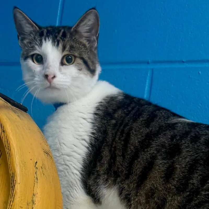 An adult large-sized male White Domestic Short Hair cat named Axel for adoption in Lakeland, FL