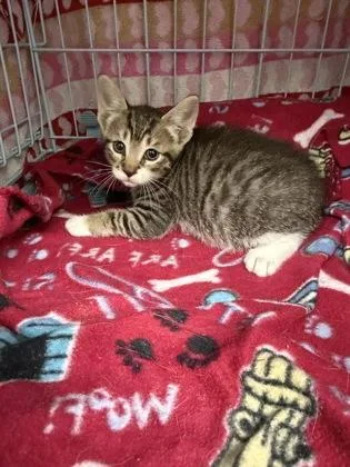 A young medium-sized male Domestic Short Hair cat named Robin for adoption in Gainesville, FL