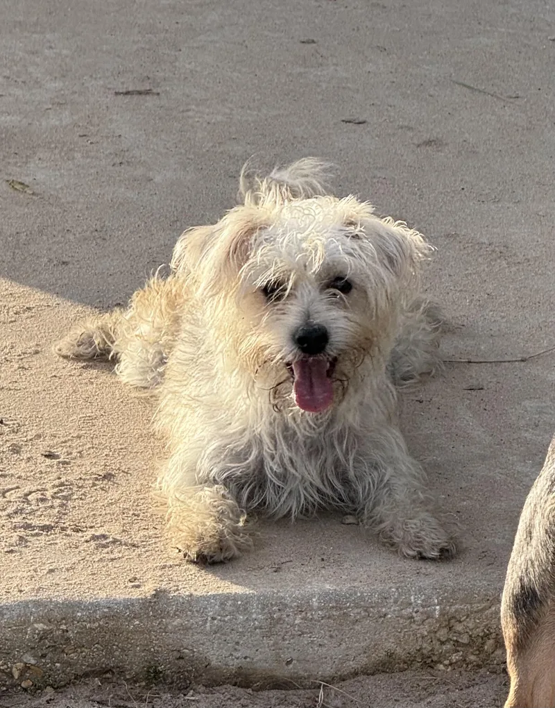 An adult small-sized female Schnauzer dog named Summer for adoption in San Antonio, TX