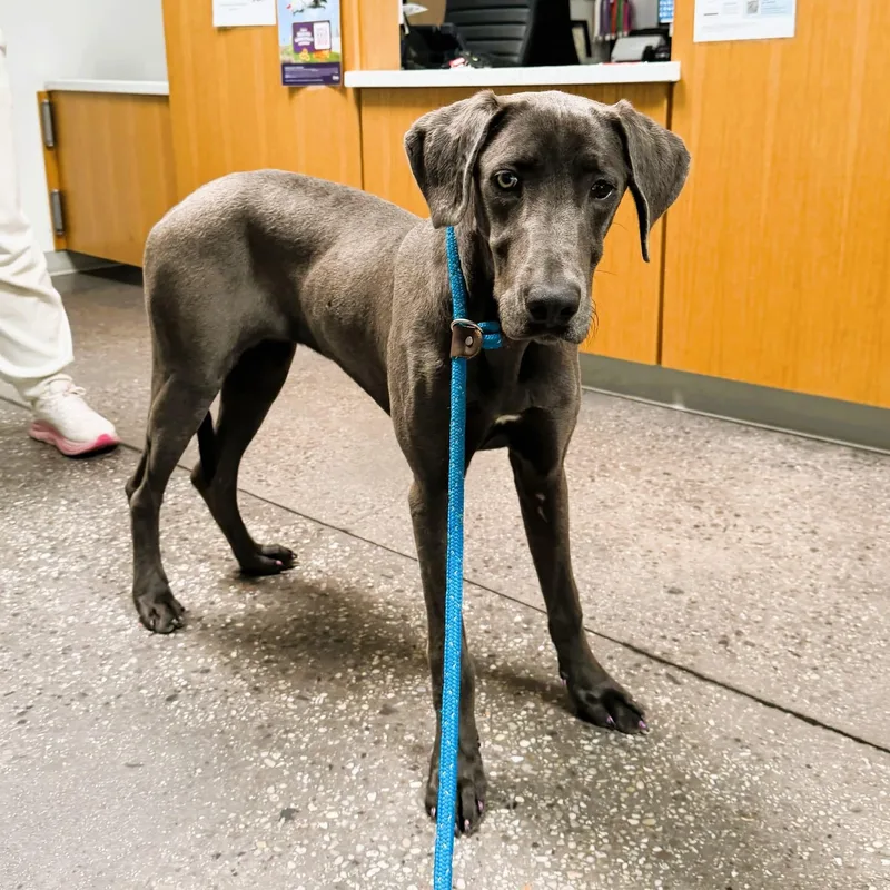 A young large-sized female Gray / Blue / Silver Weimaraner dog named Tallulah for adoption in Birmingham, AL