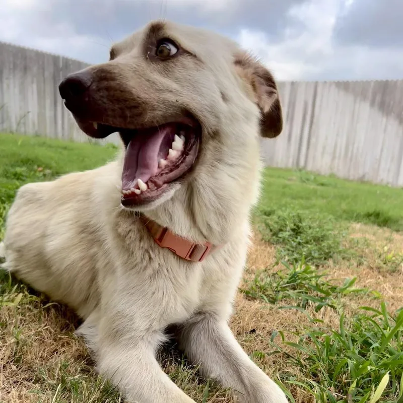An adult medium-sized female Shepherd dog named Lilybelle for adoption in Austin, TX