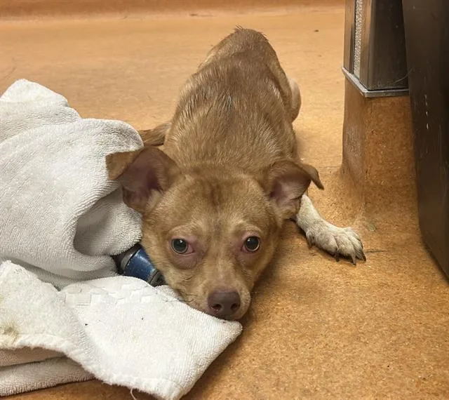 A young medium-sized male Chihuahua dog named Bobby for adoption in Martinez, CA
