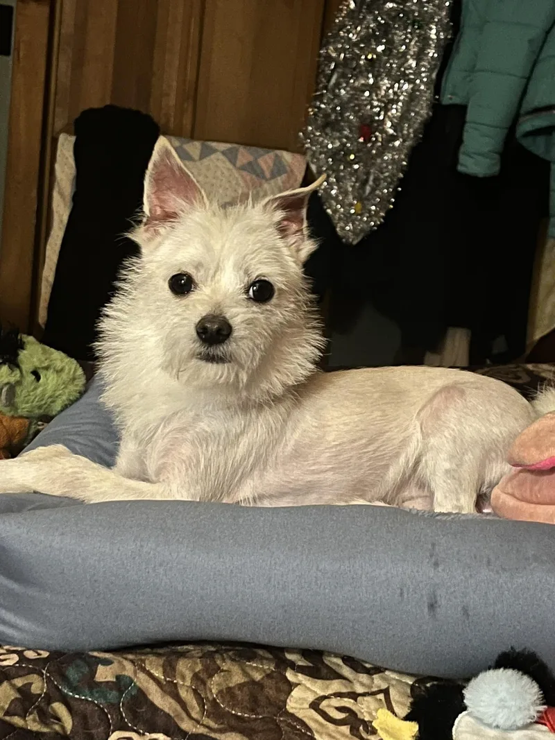 A young small-sized male Chihuahua dog named Dino for adoption in Greenwich, NY