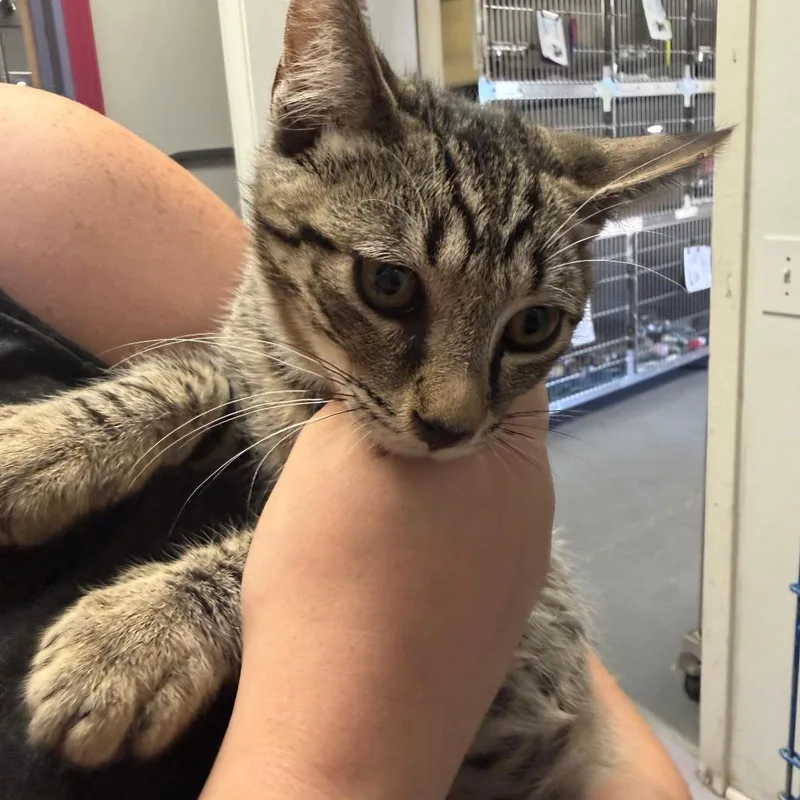 A baby small-sized male Brown / Chocolate Domestic Short Hair cat named Buzz Lightyear for adoption in Blairsville, GA
