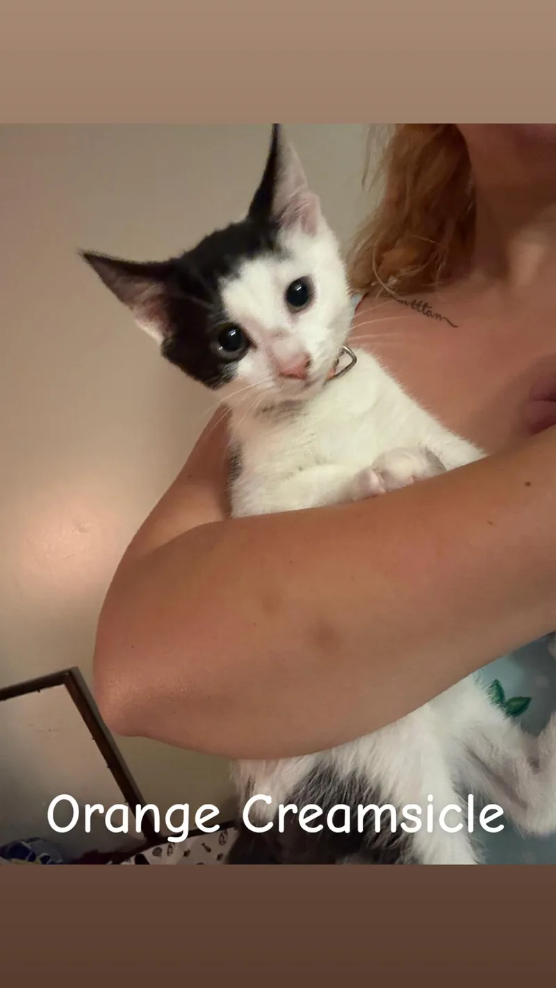 A baby small-sized female Black & White / Tuxedo Tuxedo cat named Orange Creamsicle for adoption in Wanaque, NJ