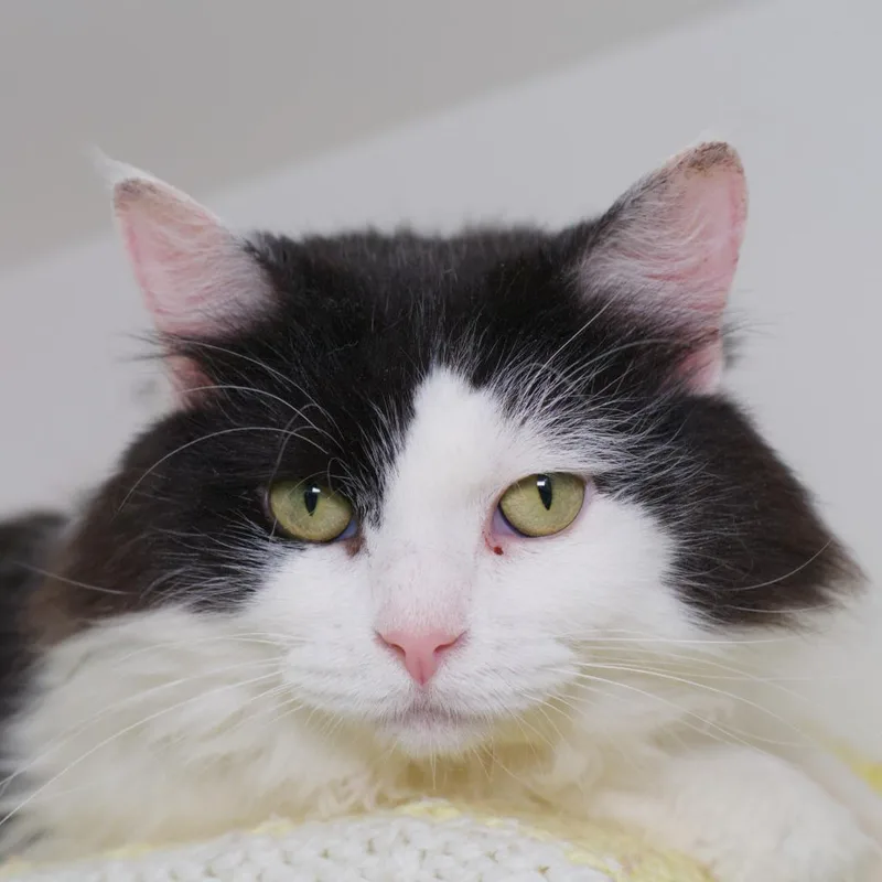 An adult medium-sized male Domestic Long Hair cat named Nigel Neurologist for adoption in Shoreline, WA