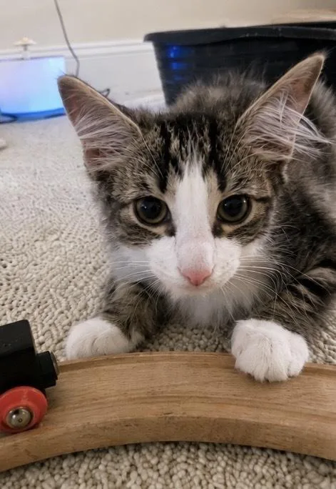 A baby small-sized female Brown / Chocolate Domestic Short Hair cat named Zuma for adoption in Hudson, NH