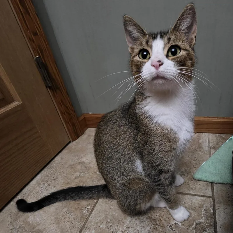 A young medium-sized female Brown / Chocolate Domestic Short Hair cat named Mila C for adoption in Princeton, MN