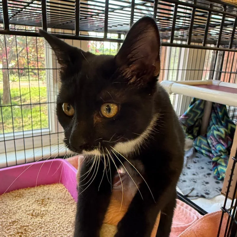 A baby small-sized female Black Domestic Short Hair cat named Mira for adoption in Morrisville, VT