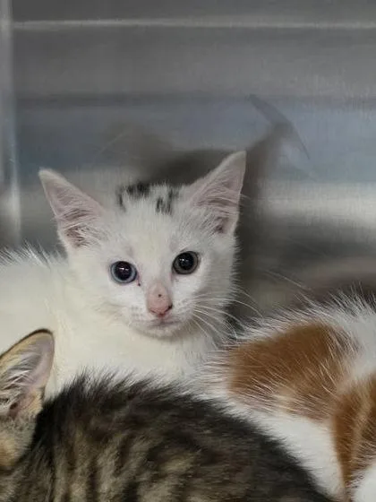 A baby small-sized male Turkish Van cat named Gouda for adoption in Houston, TX