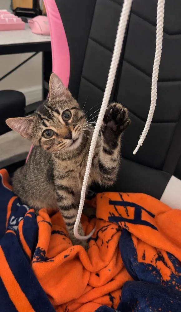 A baby small-sized male Brown / Chocolate Tabby cat named BenyDryl for adoption in Dallas, TX