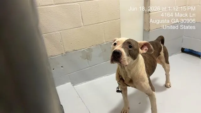 An adult medium-sized female Pit Bull Terrier dog named Mary Puppins for adoption in Augusta, GA