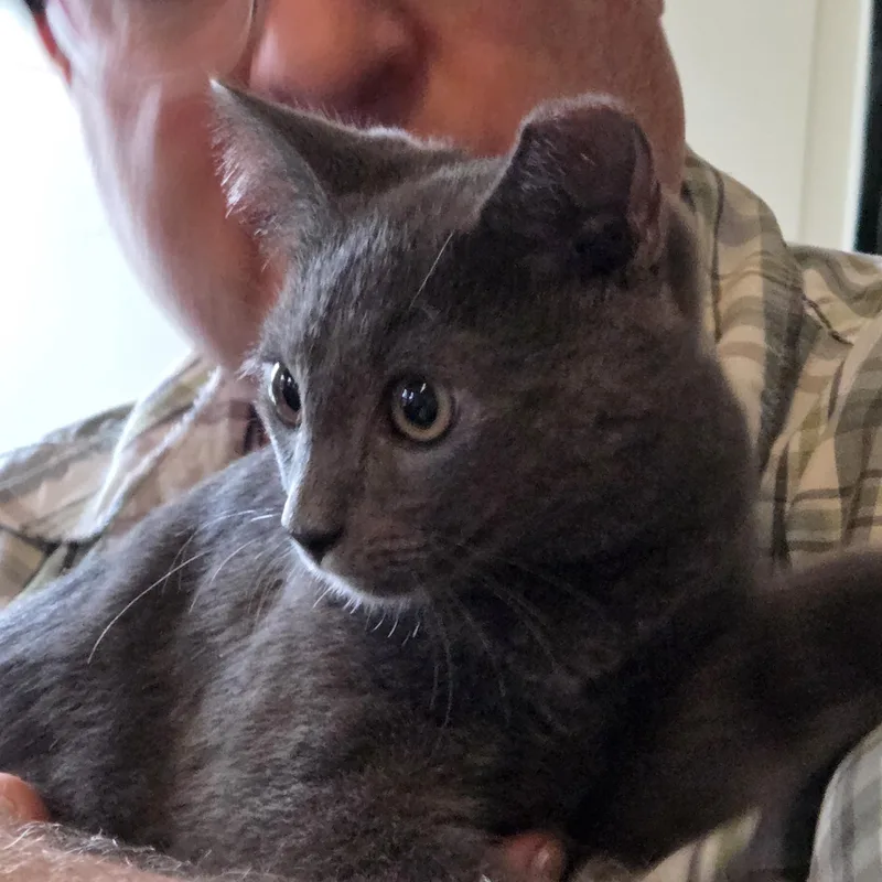 A baby medium-sized male Gray / Blue / Silver Domestic Short Hair cat named Wimberley and Sanderson for adoption in Fairfax, VA