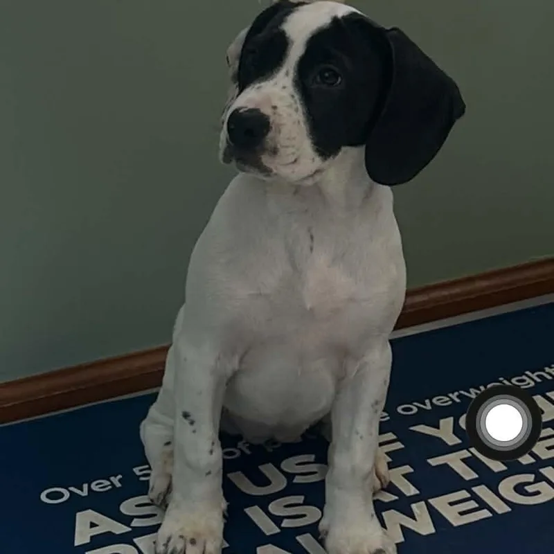 A baby medium-sized female White / Cream Beagle dog named Margo for adoption in Petersburg, IN