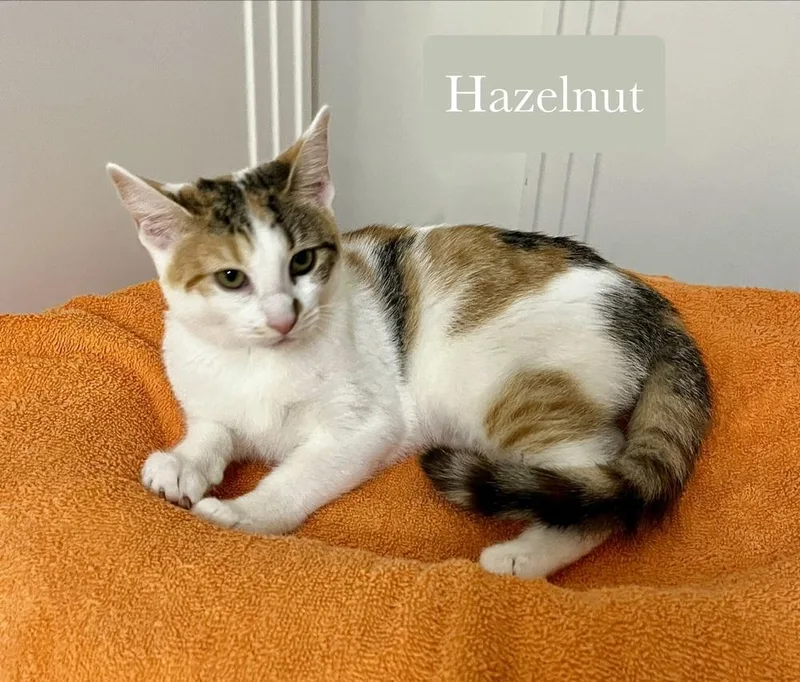 A baby small-sized female Orange & White Domestic Short Hair cat named Hazelnut for adoption in Chalfont, PA
