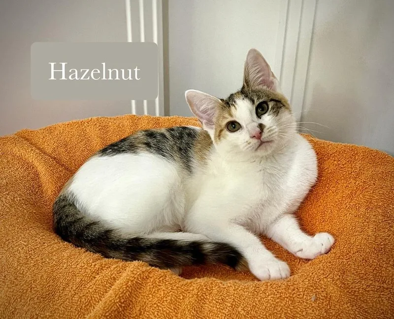 Hazelnut thumbnail 2