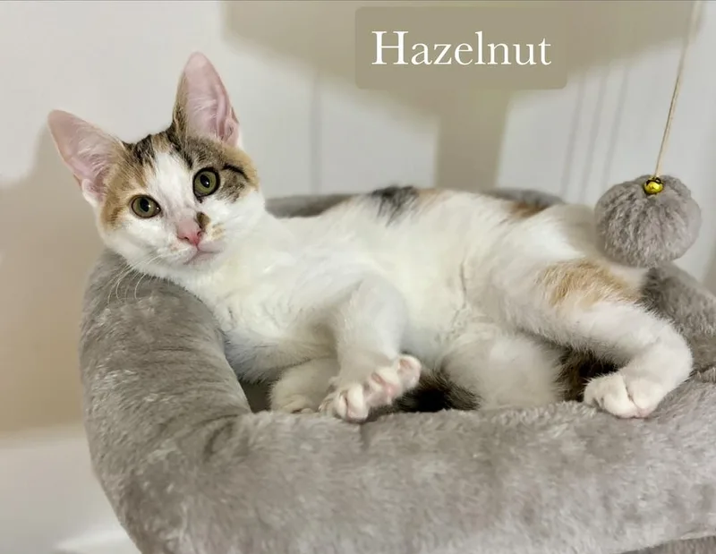 Hazelnut thumbnail 3