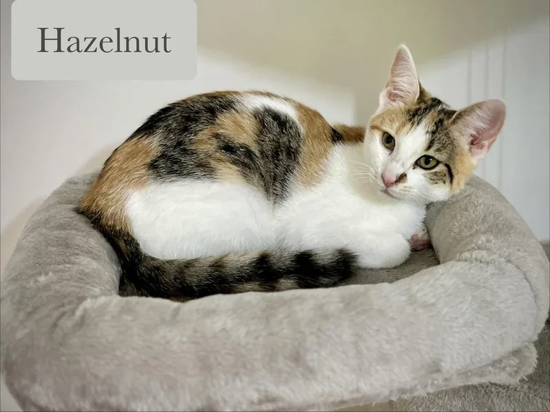 Hazelnut thumbnail 4