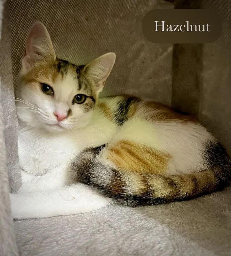Hazelnut thumbnail 5