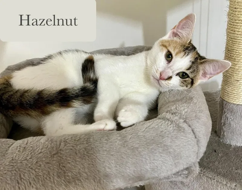 Hazelnut thumbnail 6