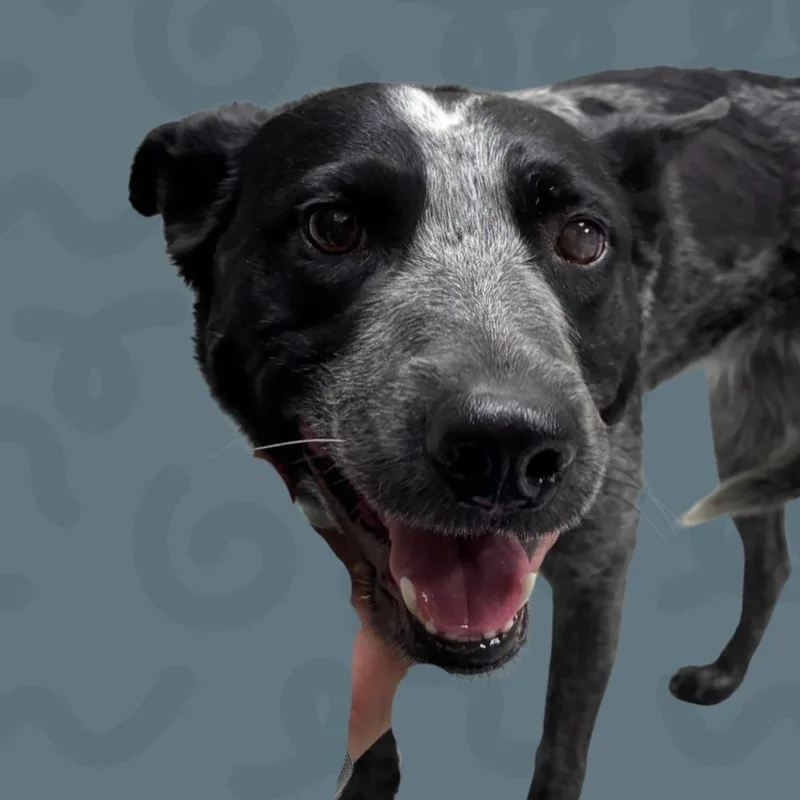 An adult medium-sized female Gray / Blue / Silver Australian Cattle Dog / Blue Heeler dog named Lexi for adoption in Reno, NV