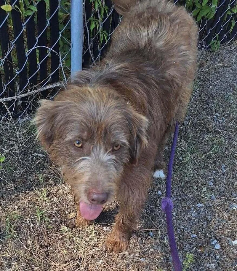 An adult medium-sized male German Wirehaired Pointer dog named Duke for adoption in New York, NY